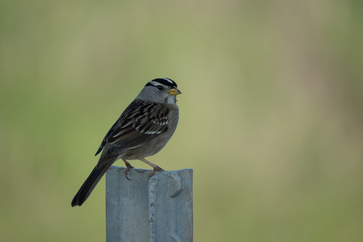 White-crowned Sparrow - ML646383789