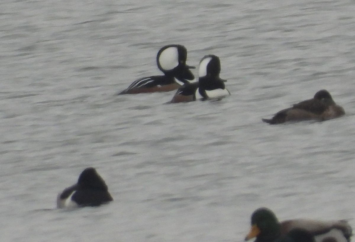 Hooded Merganser - ML646383790