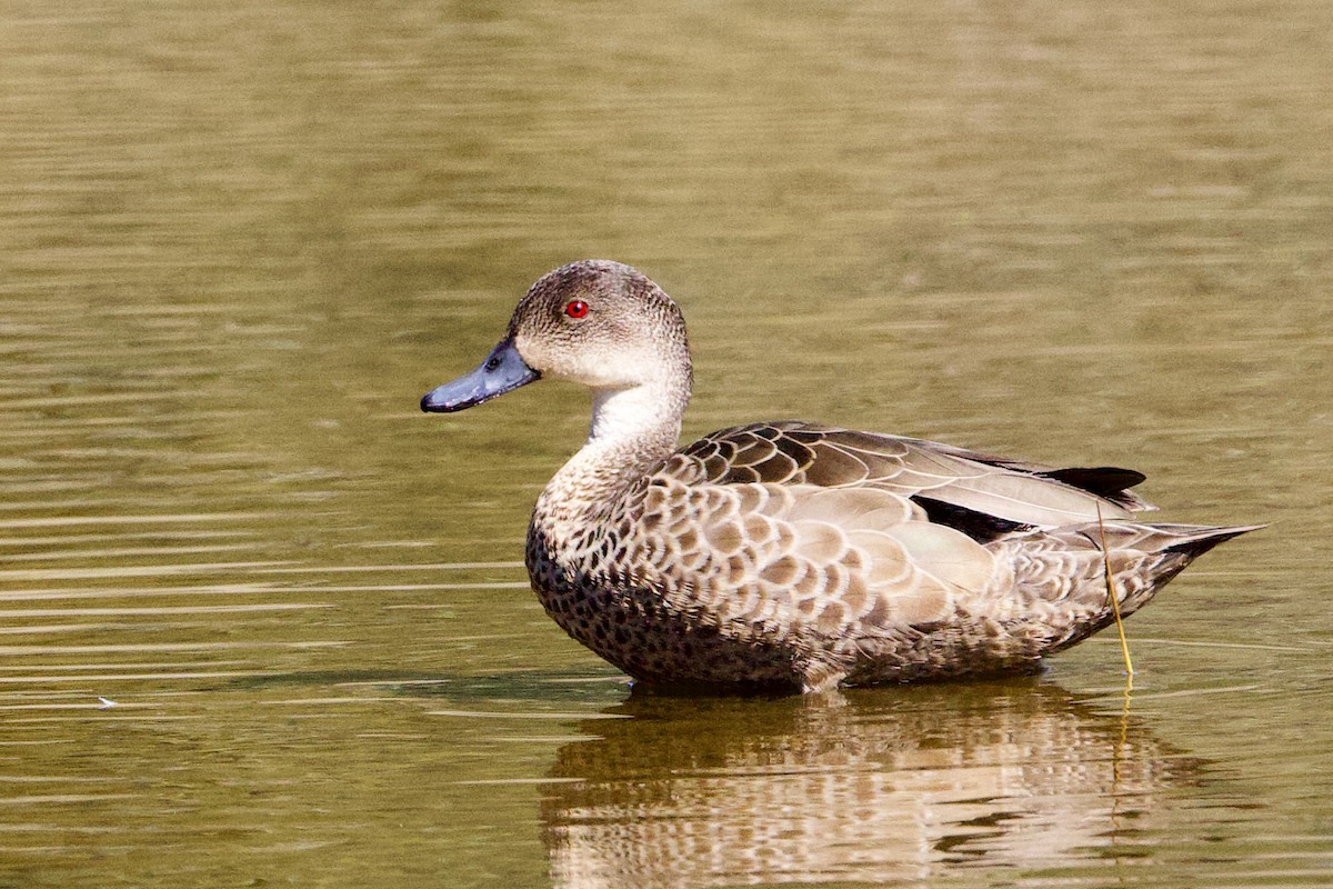 Gray Teal - ML646383791