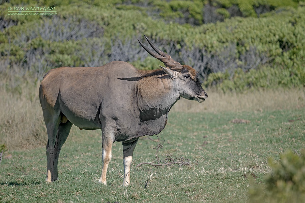 Cape Eland - ML646383792