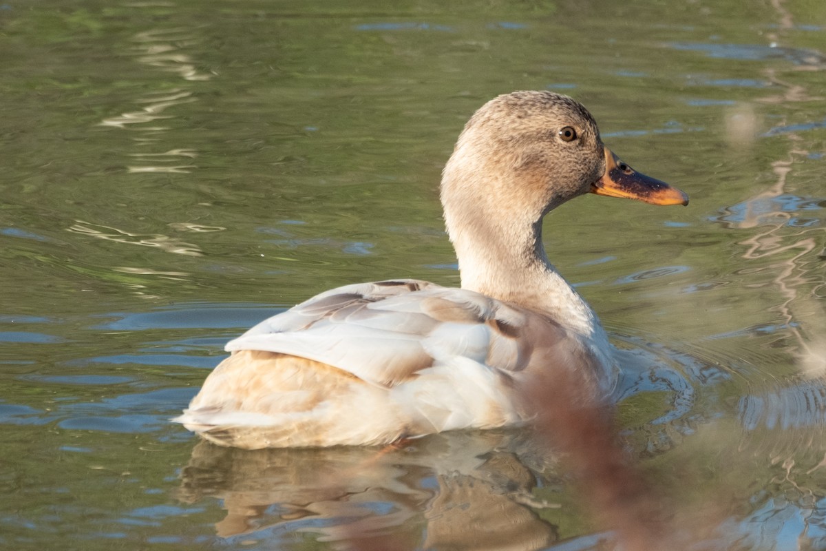 Mallard - ML646383793