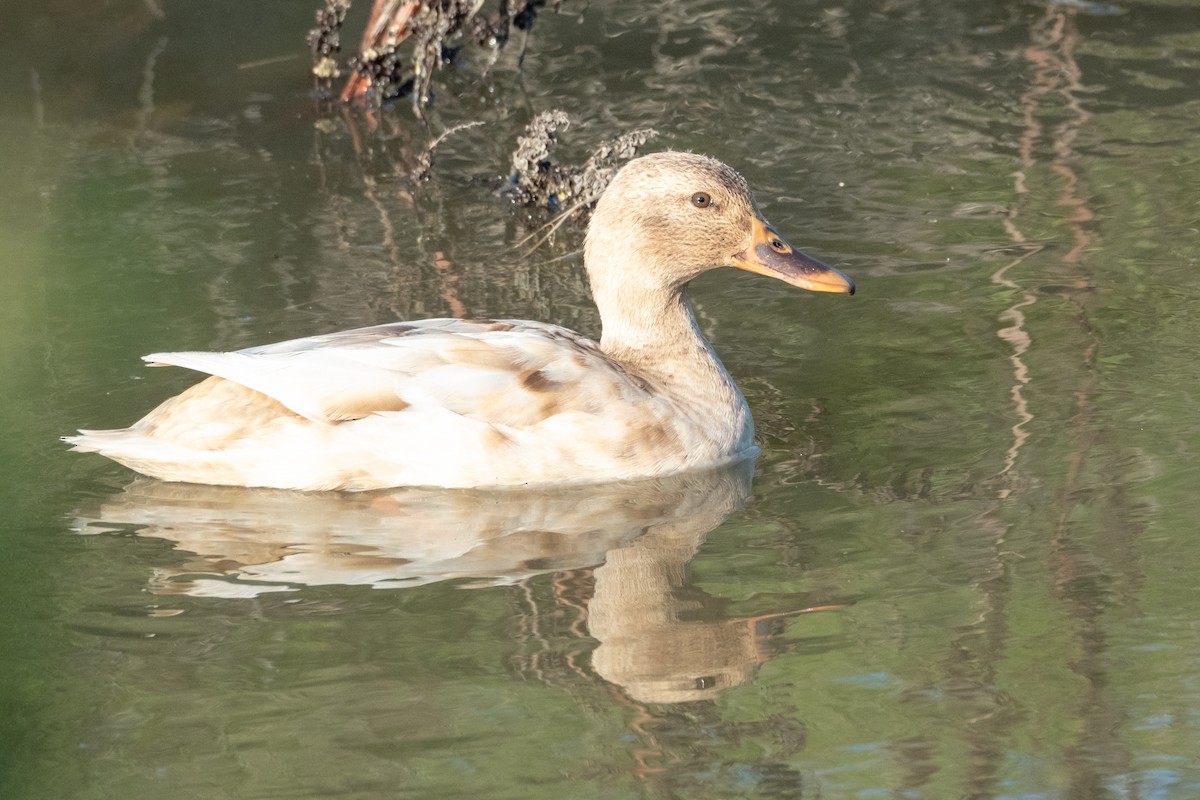 Mallard - ML646383794