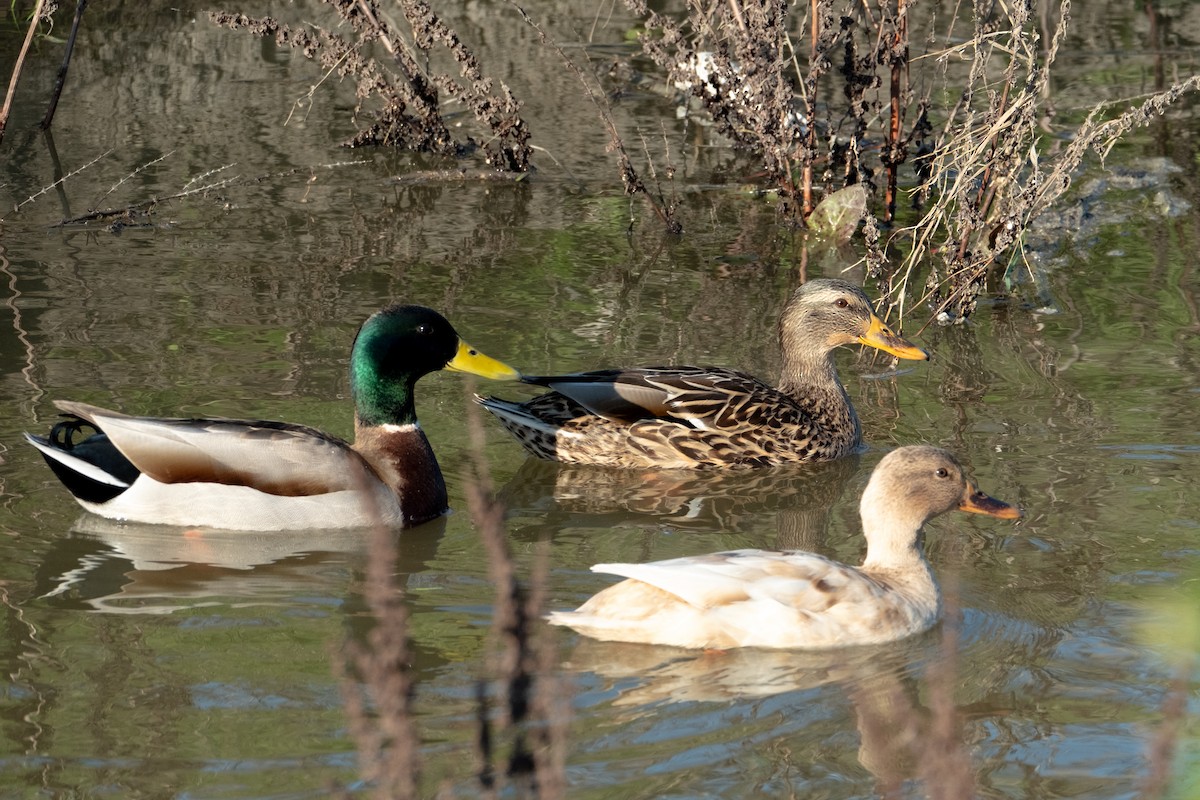 Mallard - ML646383795