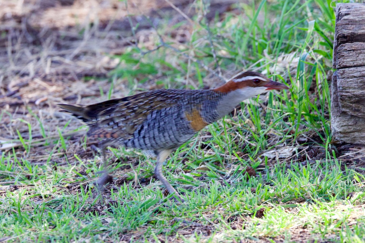 Buff-banded Rail - ML646383796