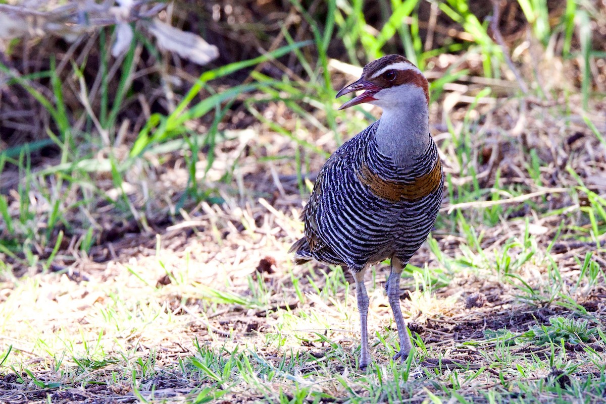 Buff-banded Rail - ML646383797