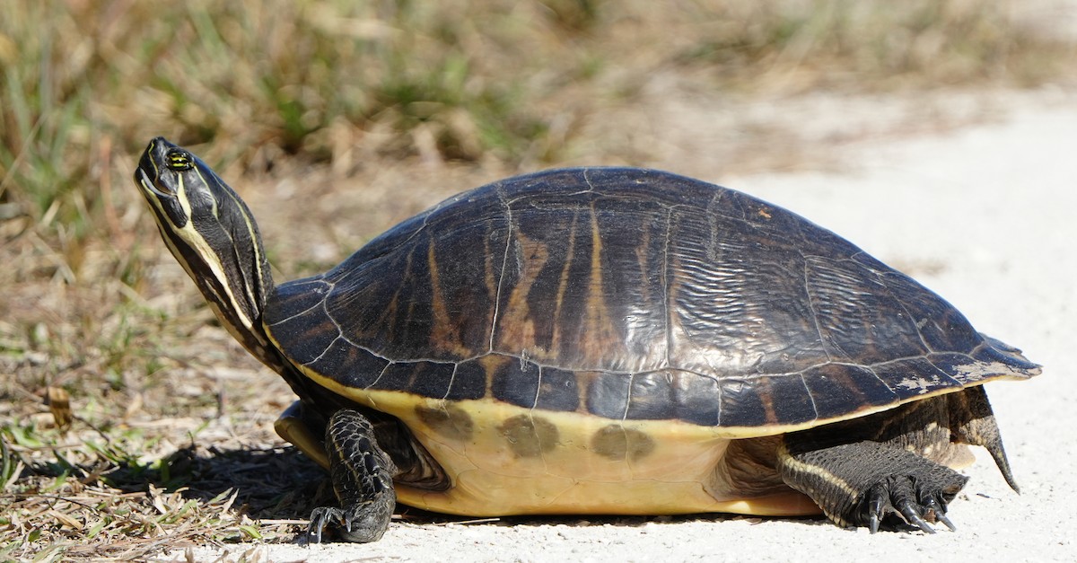 Peninsular Cooter - ML646383803