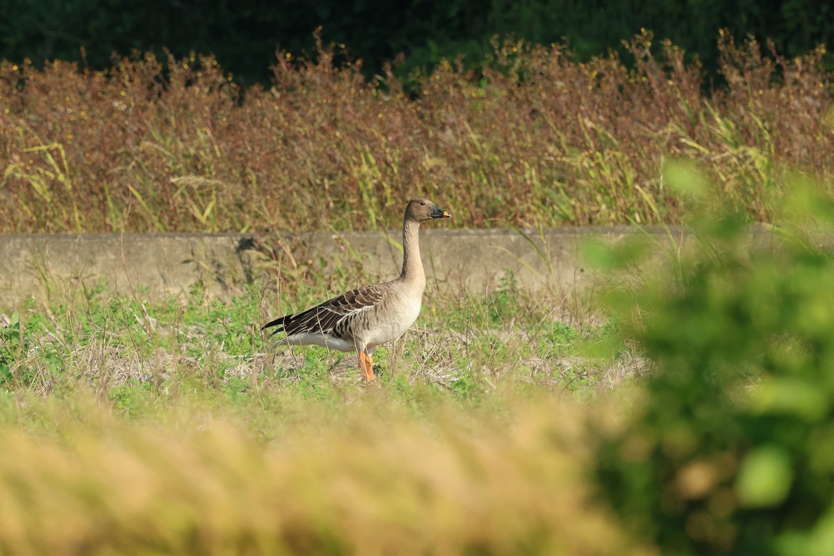 Taiga Bean-Goose - ML646383807