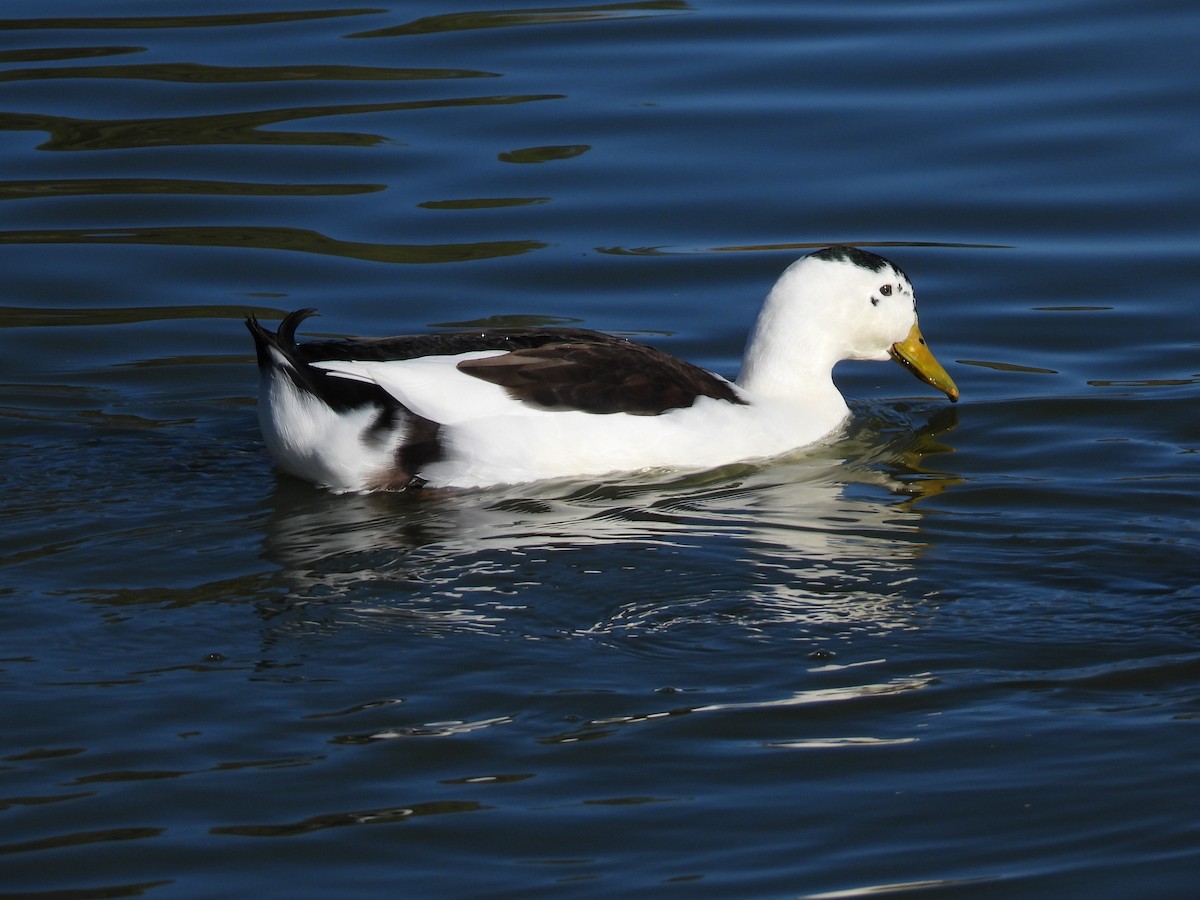 Mallard (Domestic type) - ML646383812