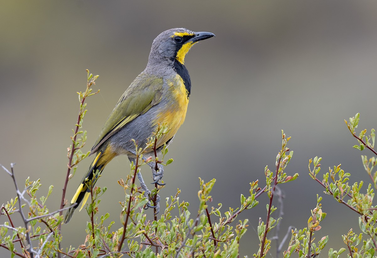 Bubú Silbón - ML646383816