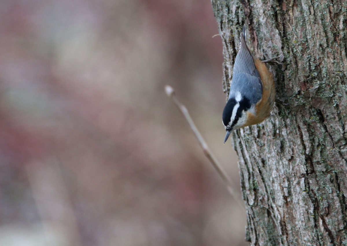 Red-breasted Nuthatch - ML646383817