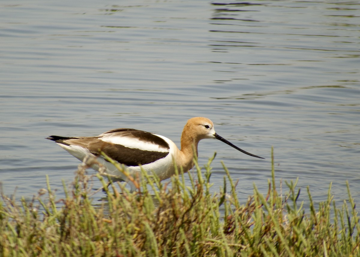 American Avocet - ML646383821