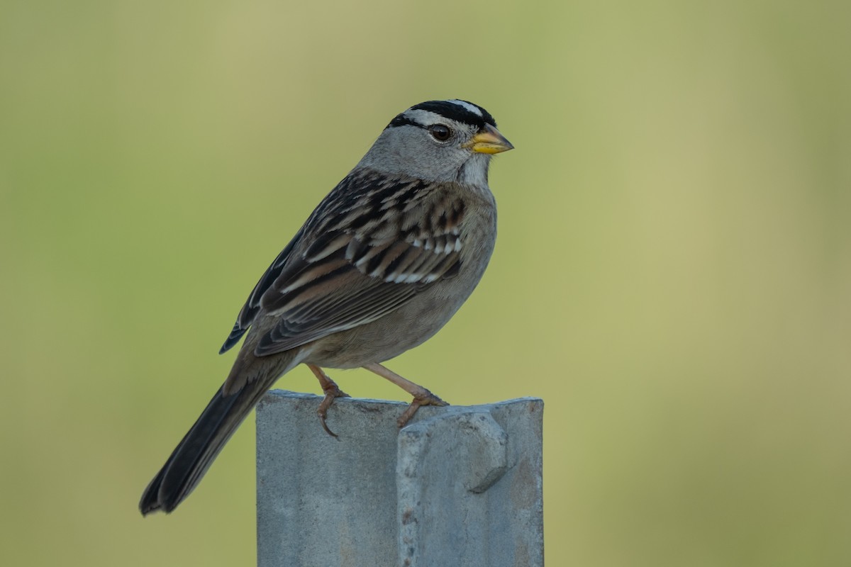 White-crowned Sparrow - ML646383829