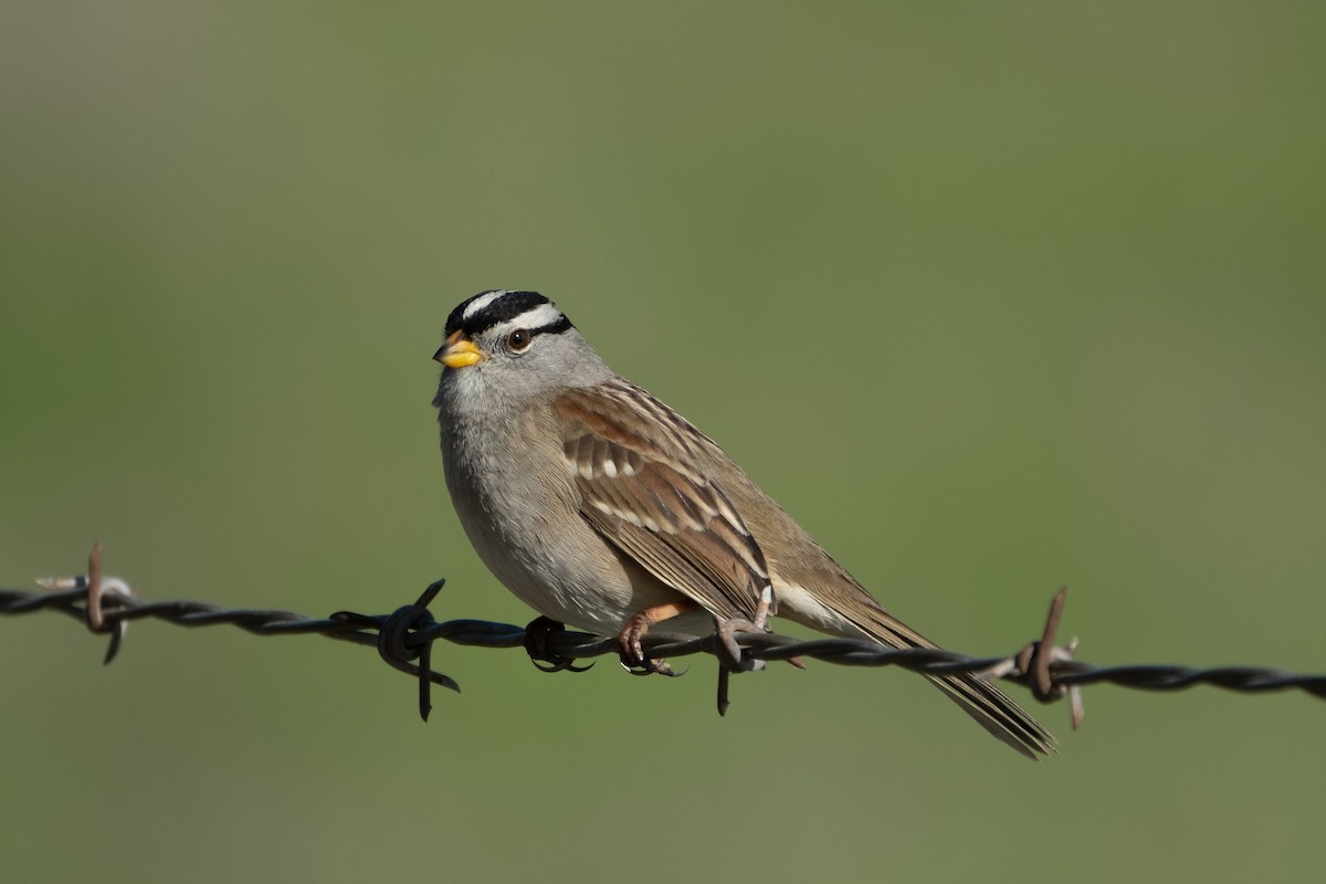 White-crowned Sparrow - ML646383832
