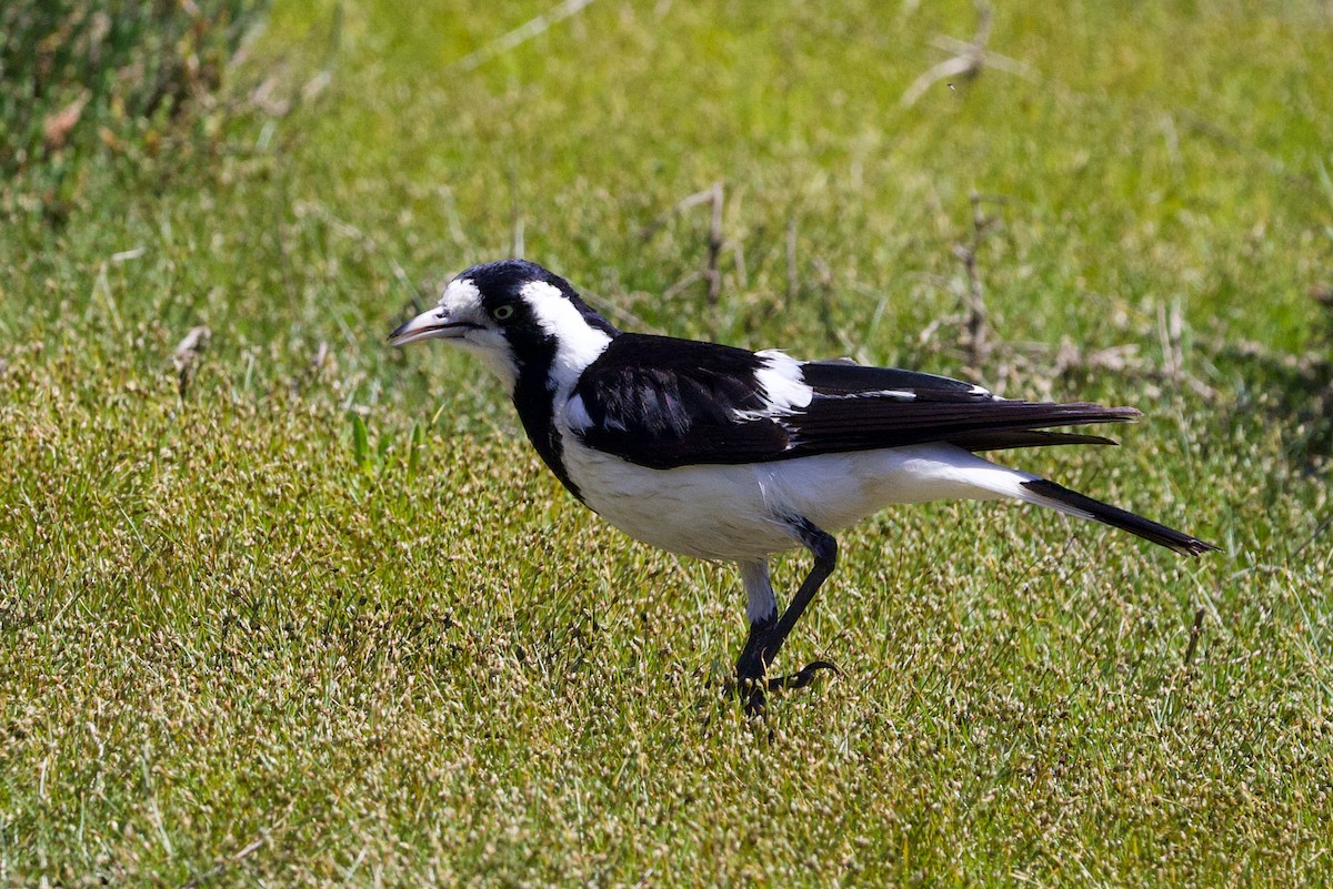 Сорочья граллина - ML646383833