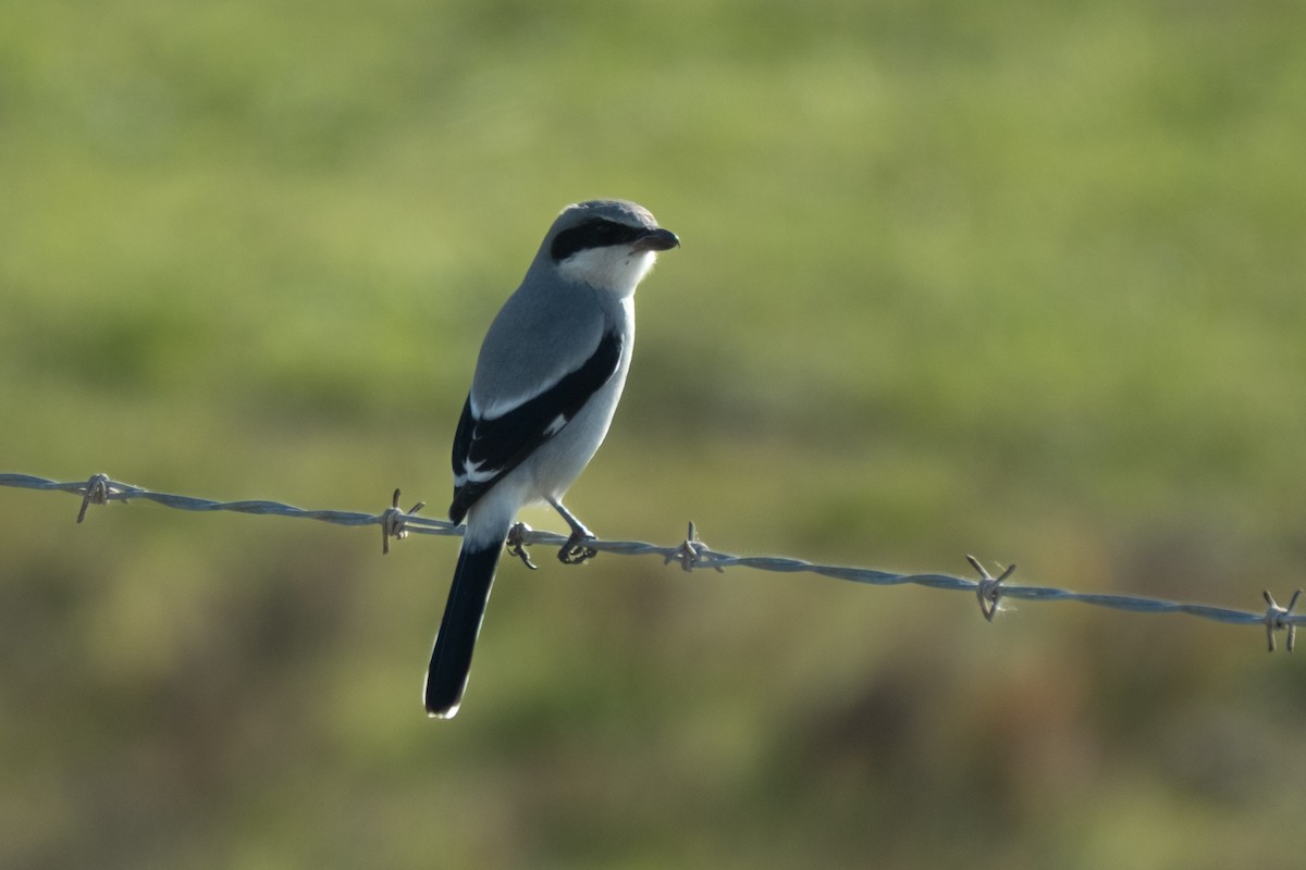 Loggerhead Shrike - ML646383835