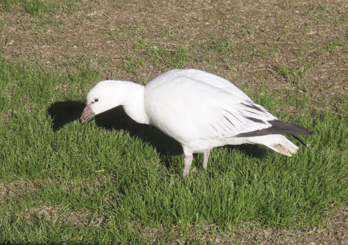 Ross antzara - ML646383839