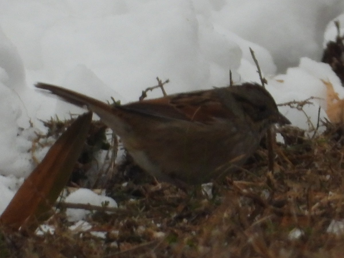 Swamp Sparrow - ML646383842