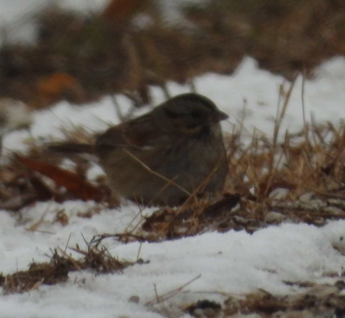 Swamp Sparrow - ML646383843