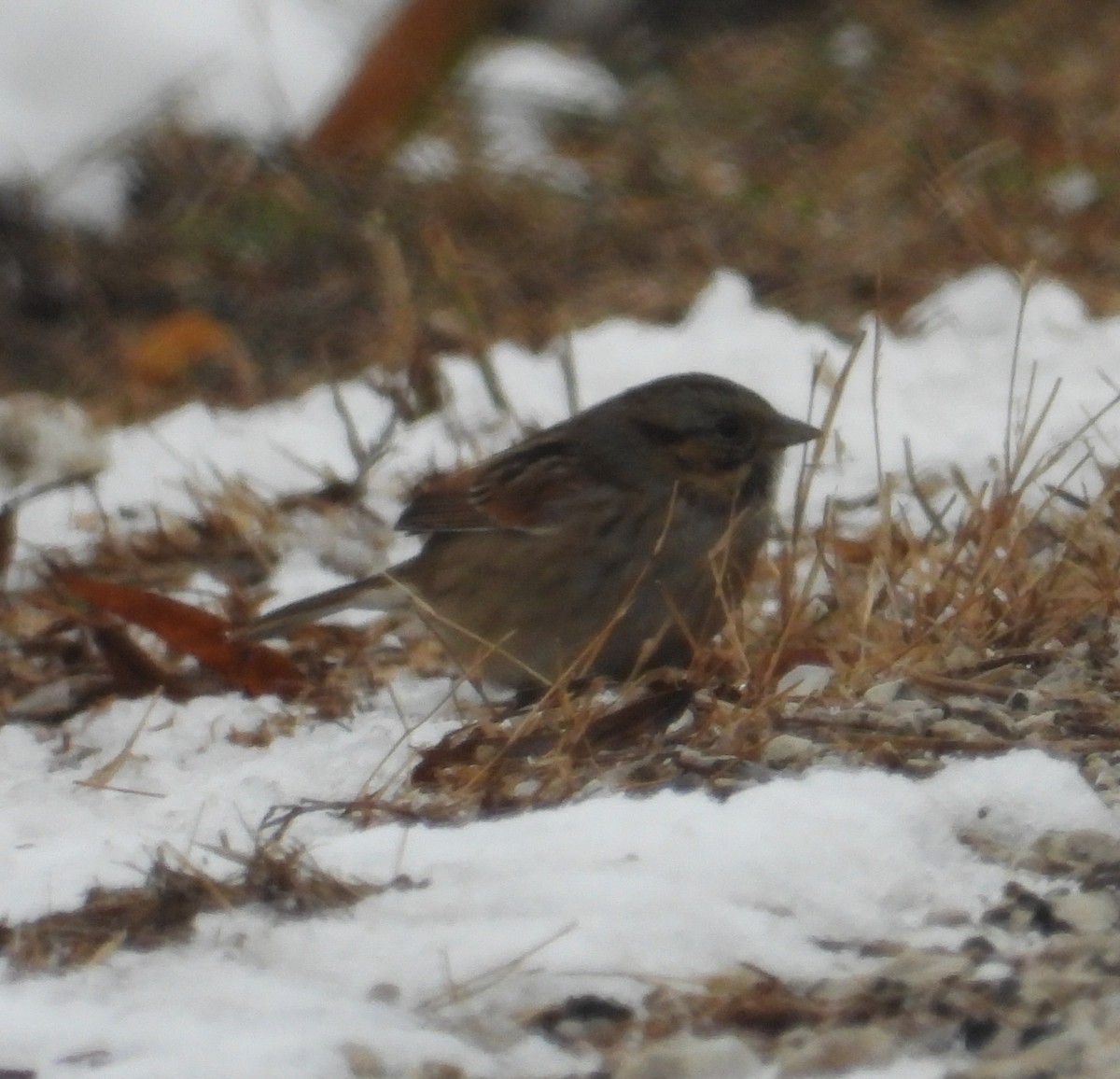 Swamp Sparrow - ML646383844