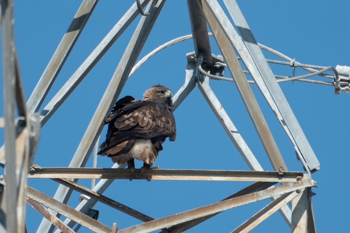 Golden Eagle - ML646383846