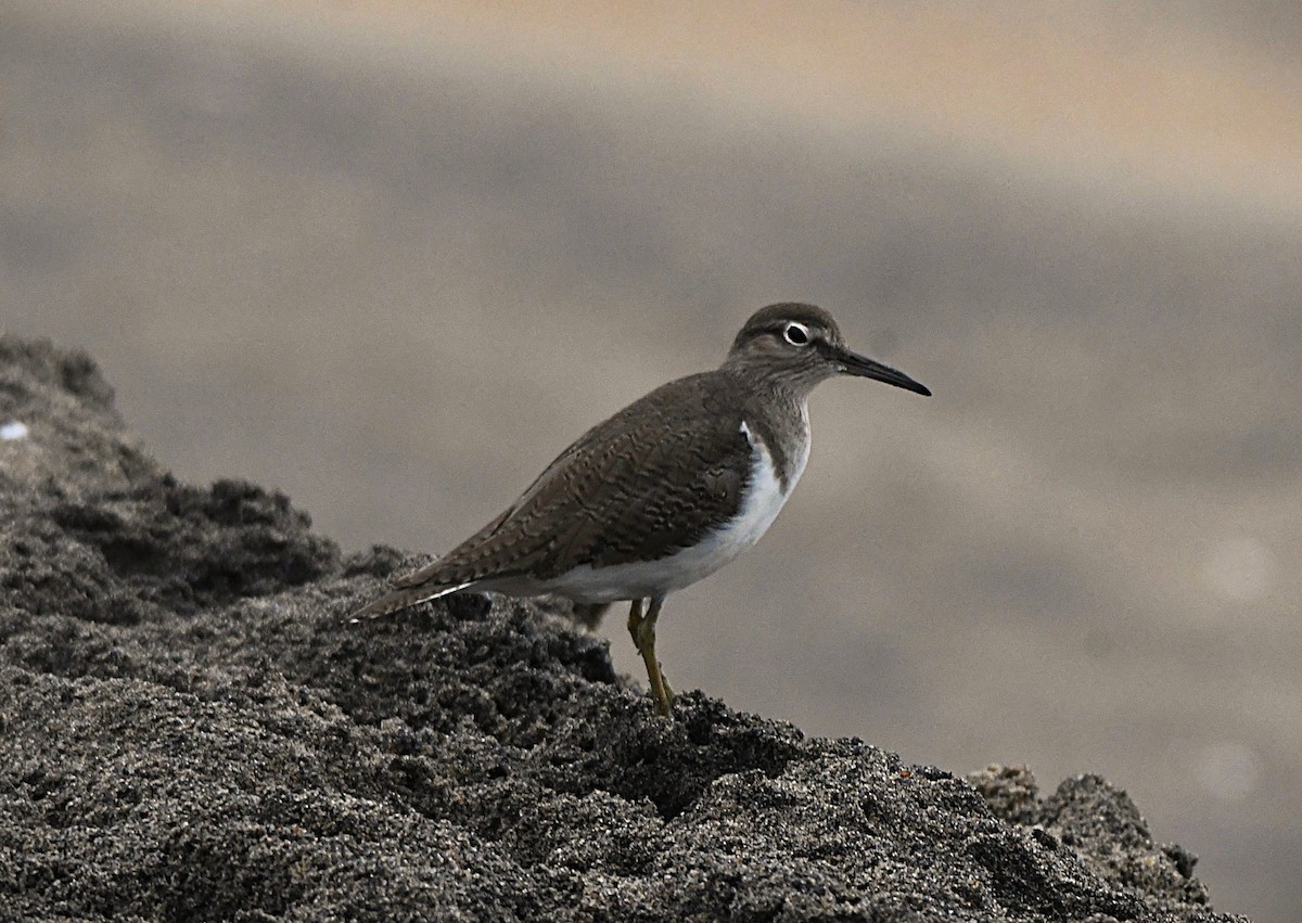 イソシギ - ML646383847