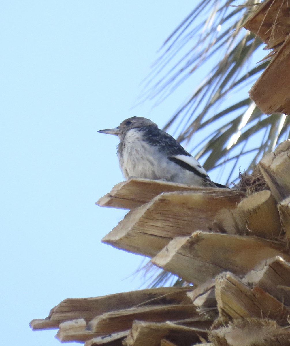 Carpintero Cabecirrojo - ML646383848