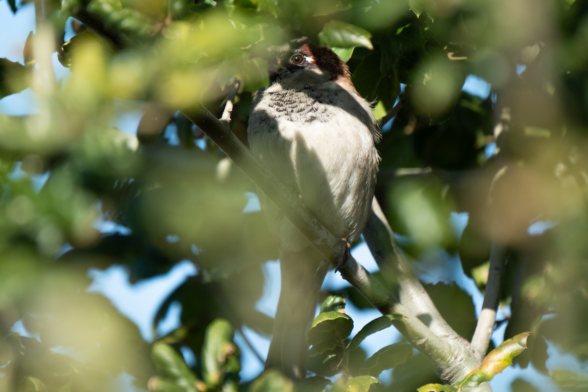 House Sparrow - ML646383849