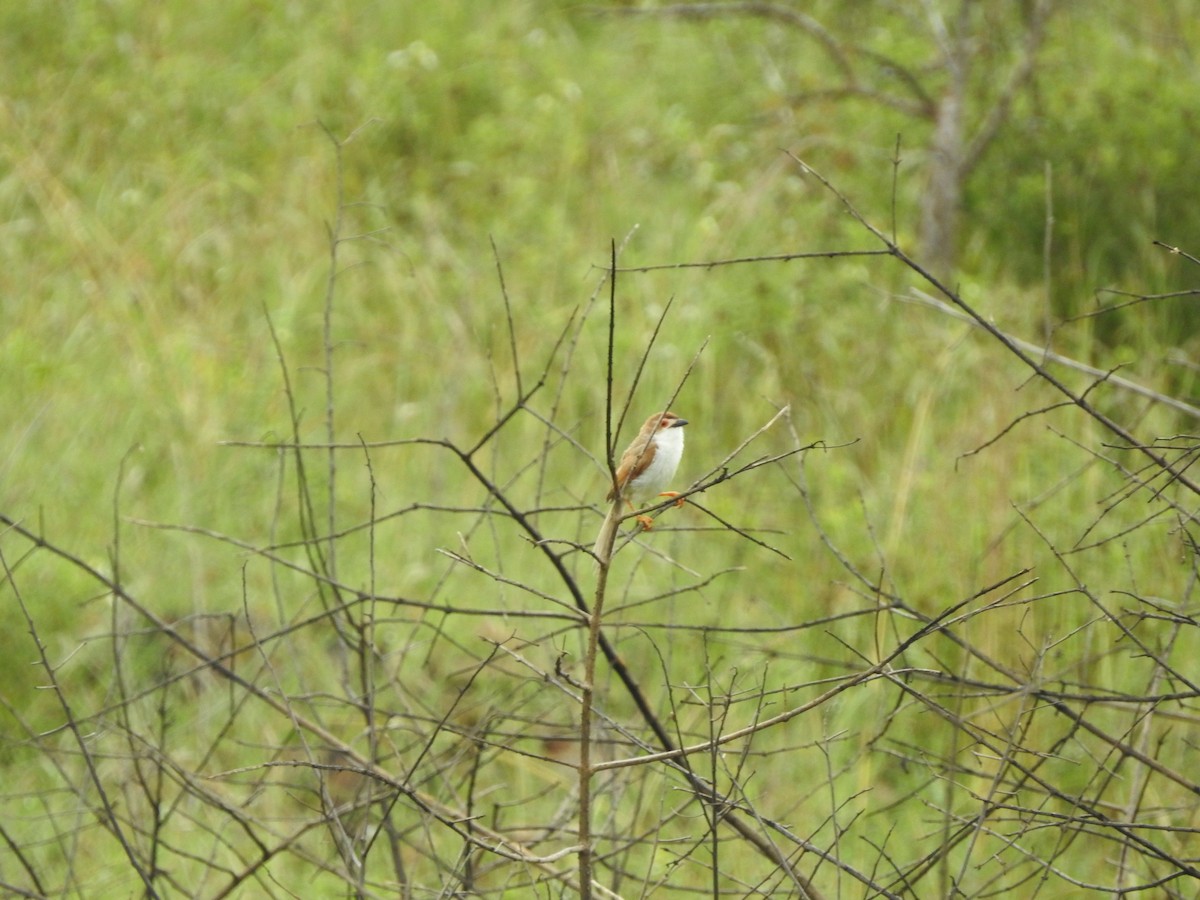 Yellow-eyed Babbler - ML646383851