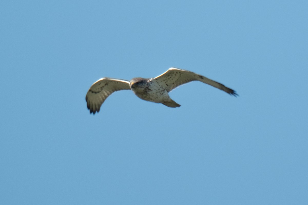 Ferruginous Hawk - ML646383852