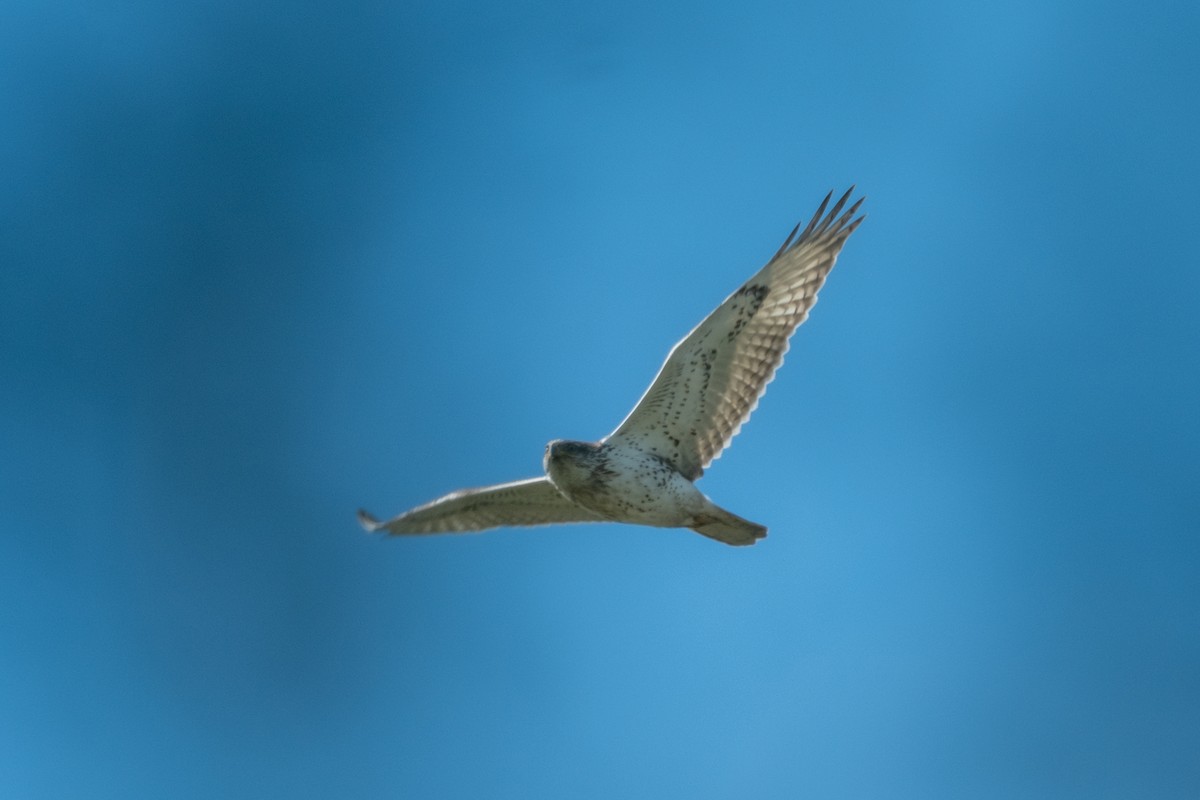 Ferruginous Hawk - ML646383853