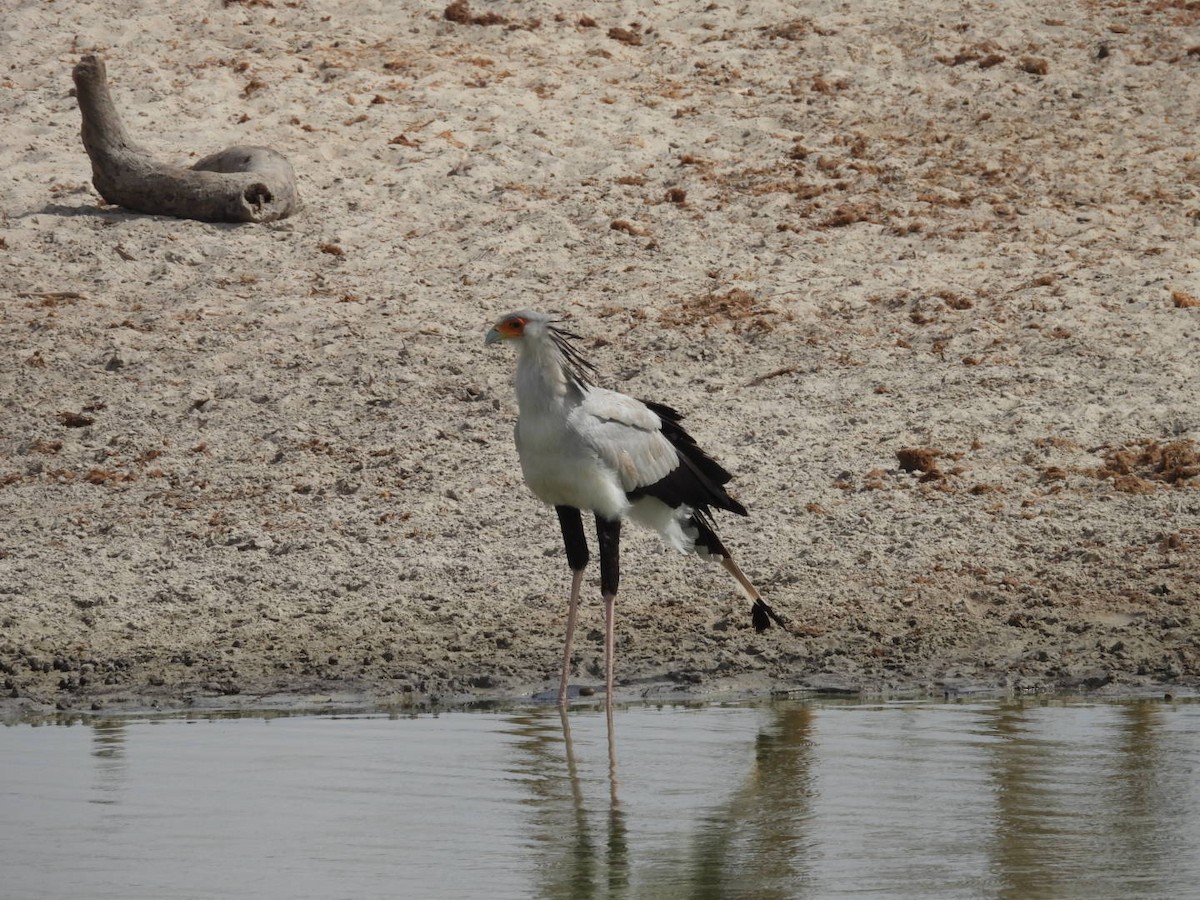 Secretarybird - ML646383854
