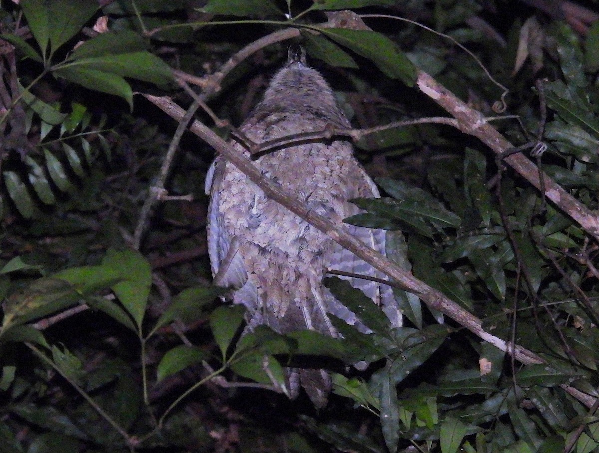 Marbled Frogmouth - ML646383855