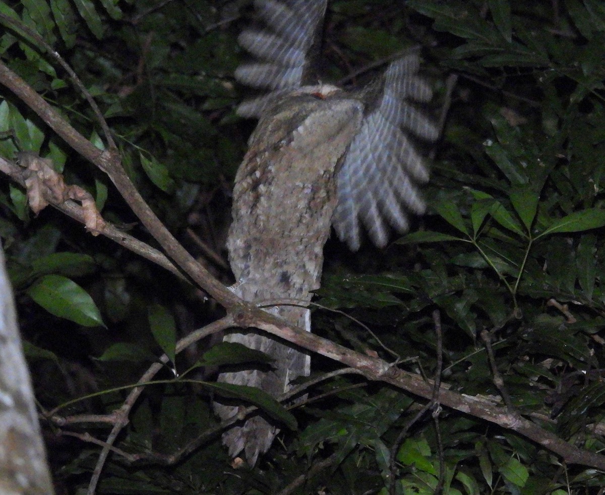 Marbled Frogmouth - ML646383856
