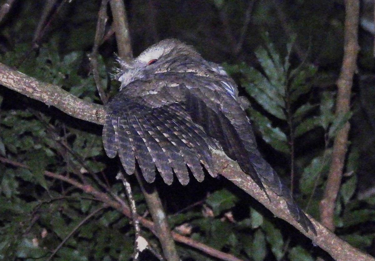 Marbled Frogmouth - ML646383857