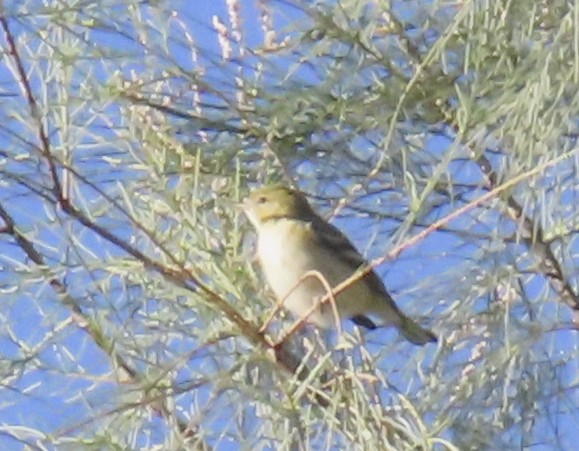 Bay-breasted Warbler - ML646383861