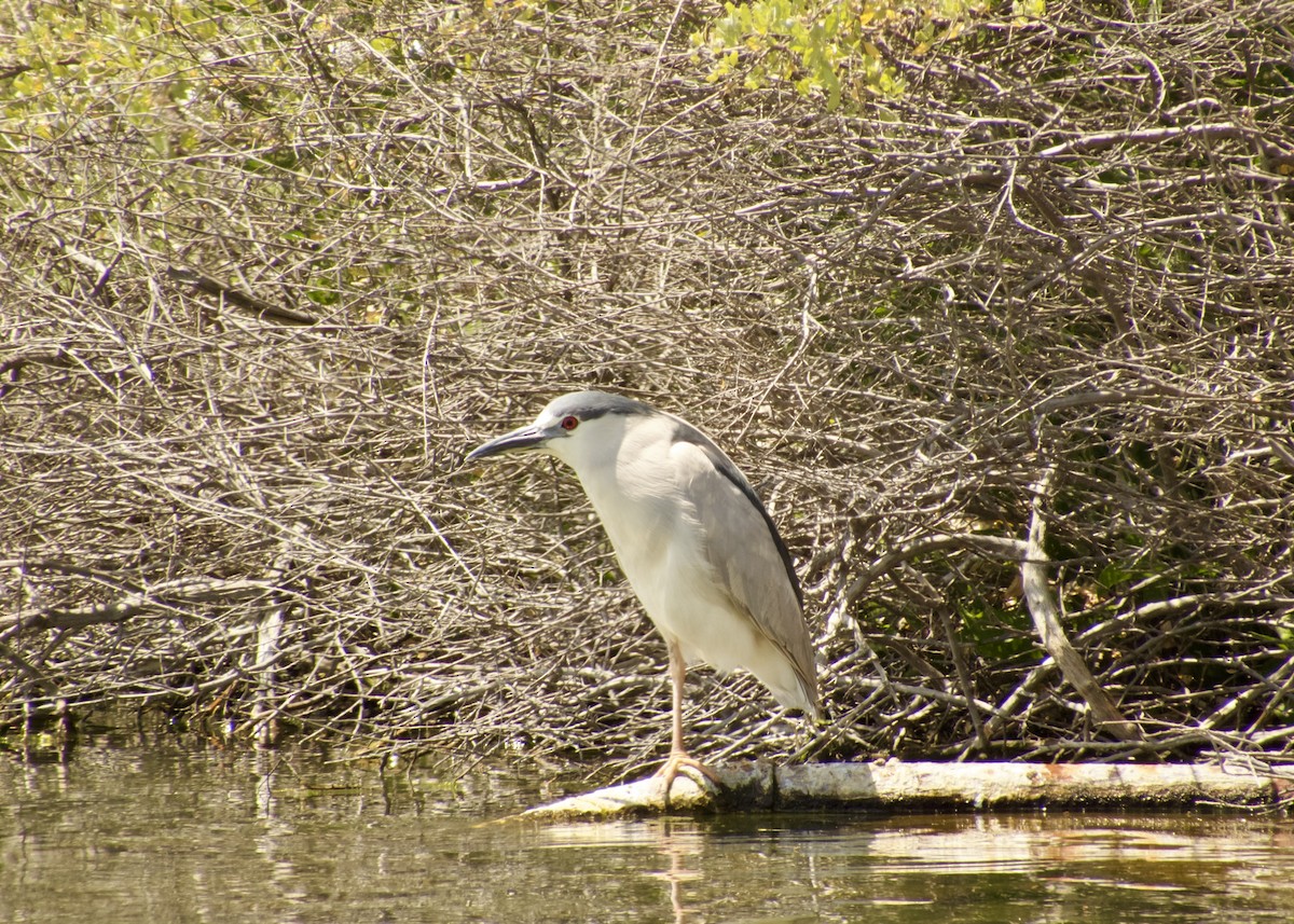 夜鷺 - ML646383868