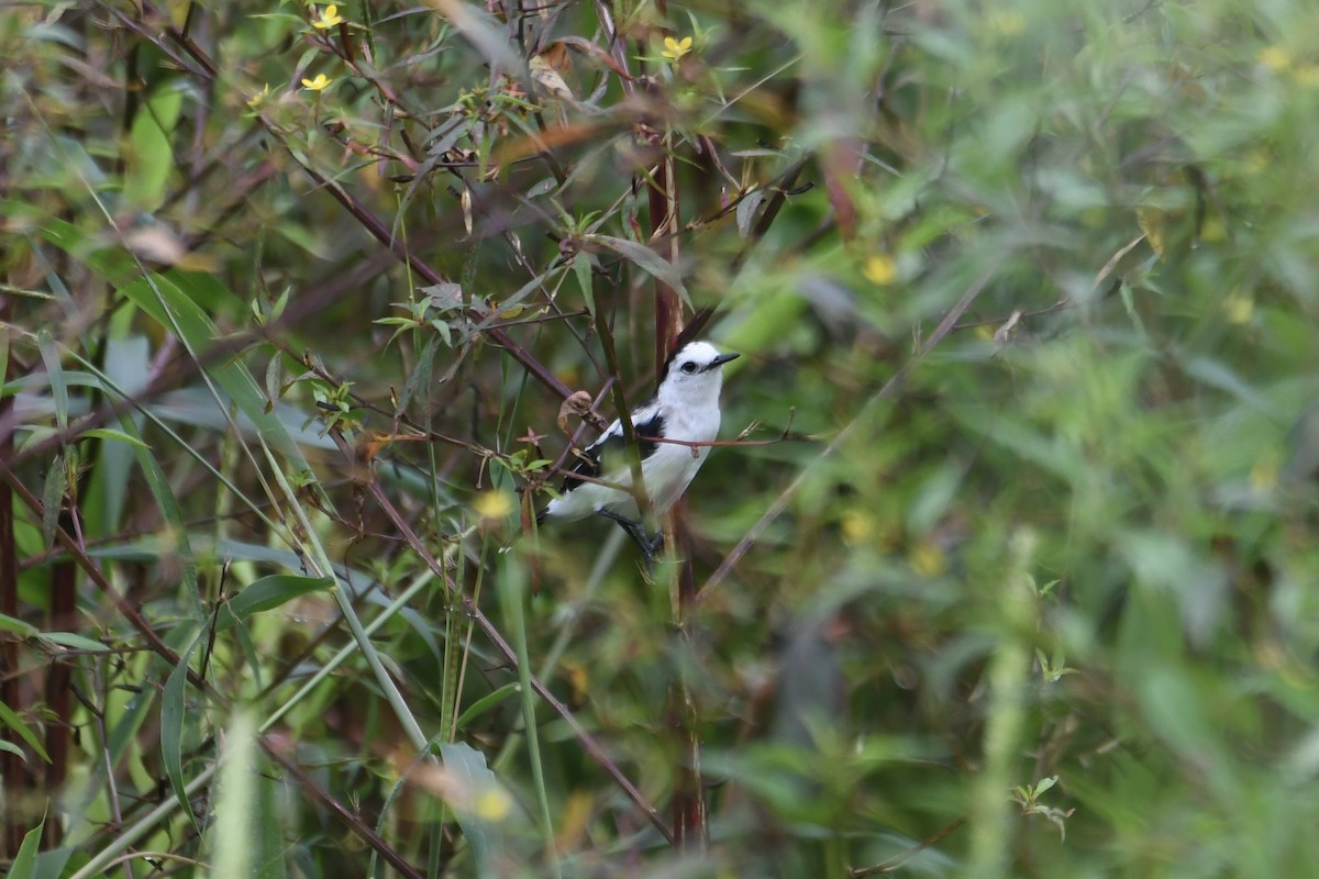 Pied Water-Tyrant - ML646383870
