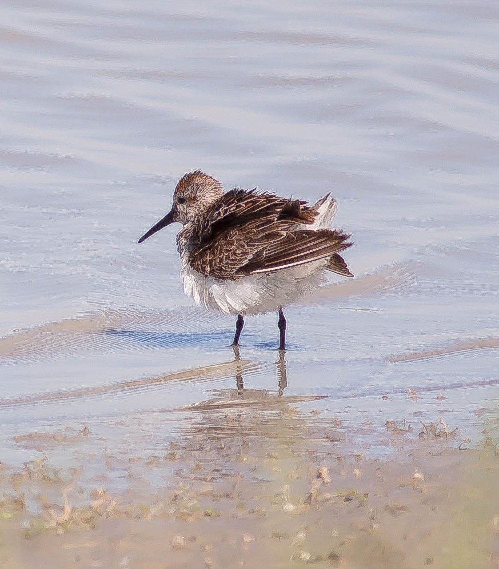 jespák aljašský - ML646383871