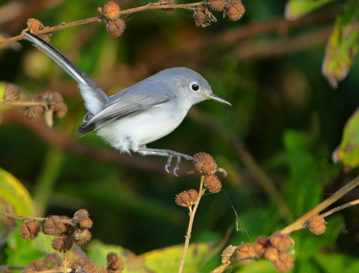 Blue-gray Gnatcatcher - ML646383872