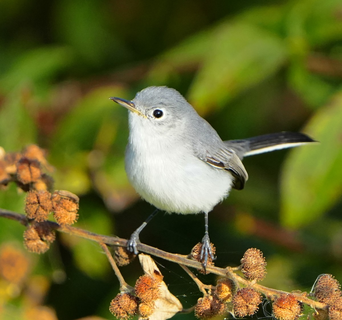 Blue-gray Gnatcatcher - ML646383873