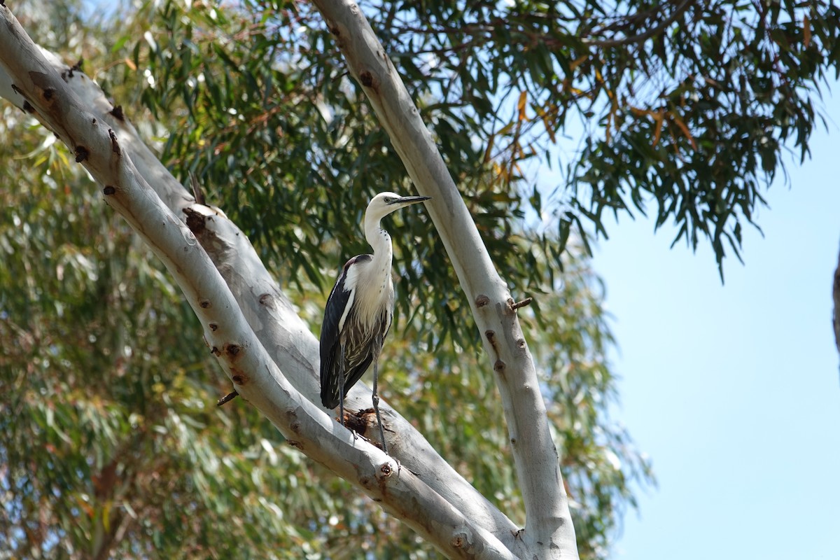 hvithodehegre - ML646383874