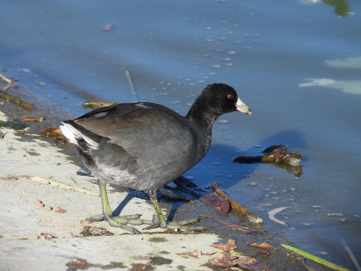 American Coot - ML646383875
