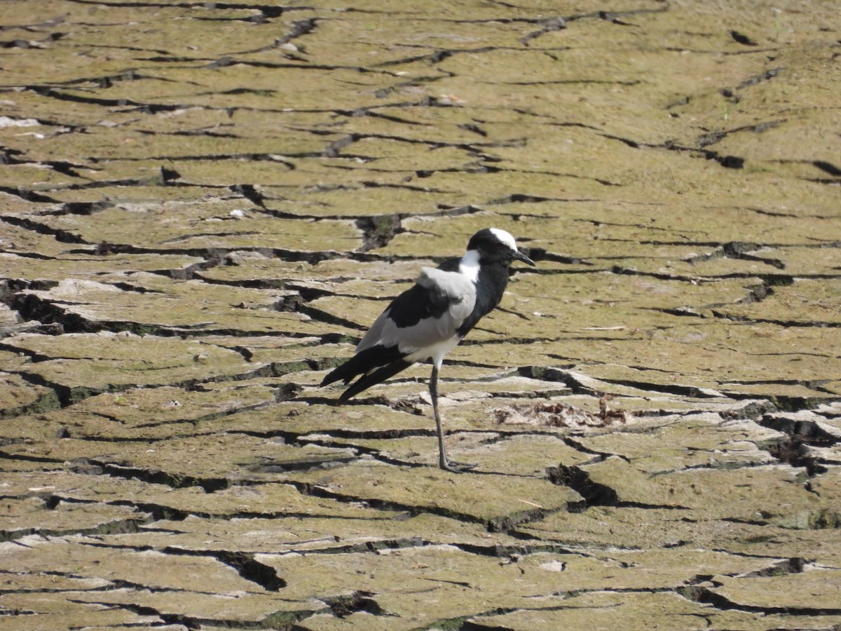 Blacksmith Lapwing - ML646383876