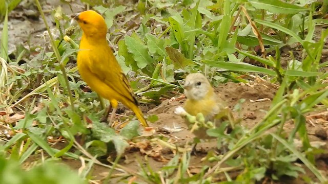 Saffron Finch - ML646383878