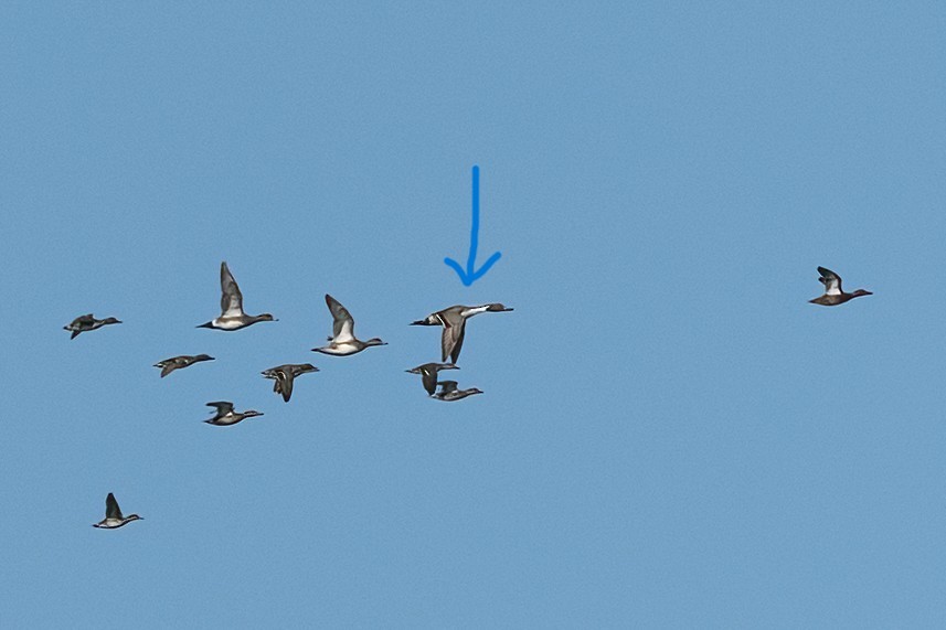 Northern Pintail - ML646383879