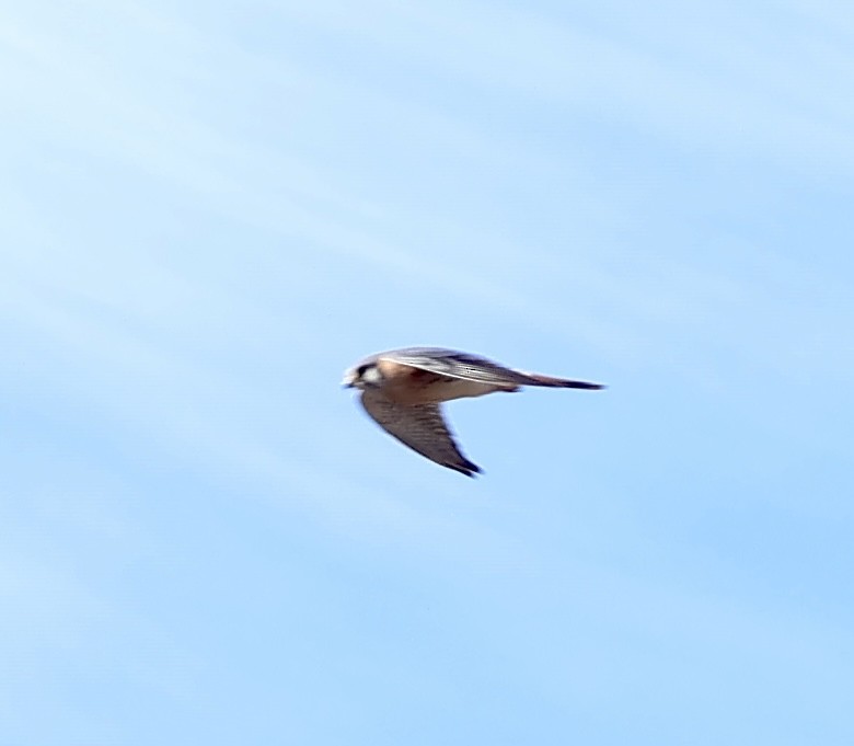 アメリカチョウゲンボウ - ML646383882