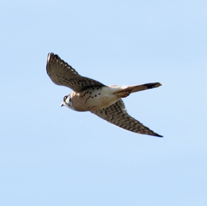 アメリカチョウゲンボウ - ML646383883