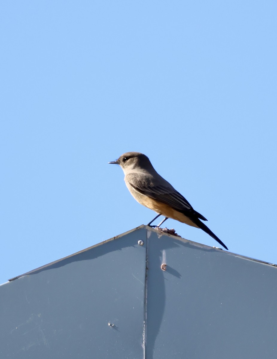 チャイロツキヒメハエトリ - ML646383884