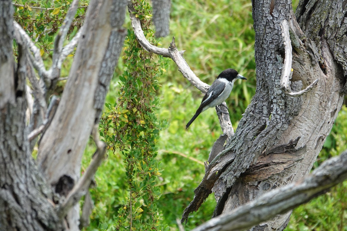 gråryggslakterfugl - ML646383888