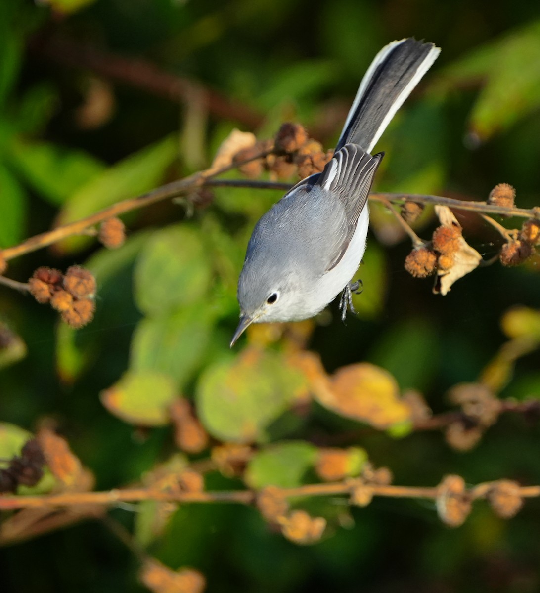 Blue-gray Gnatcatcher - ML646383889